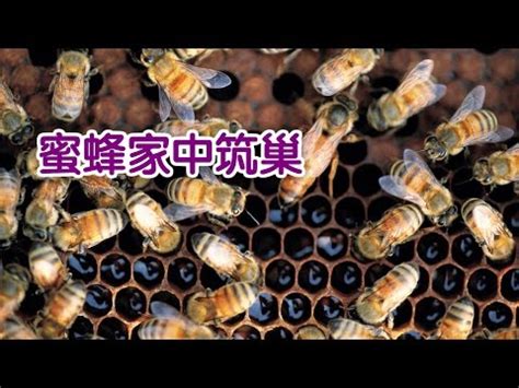 蜜蜂 風水|【蜜蜂入屋風水】風水密碼：蜜蜂入屋的吉凶預兆，揭開家運興衰。